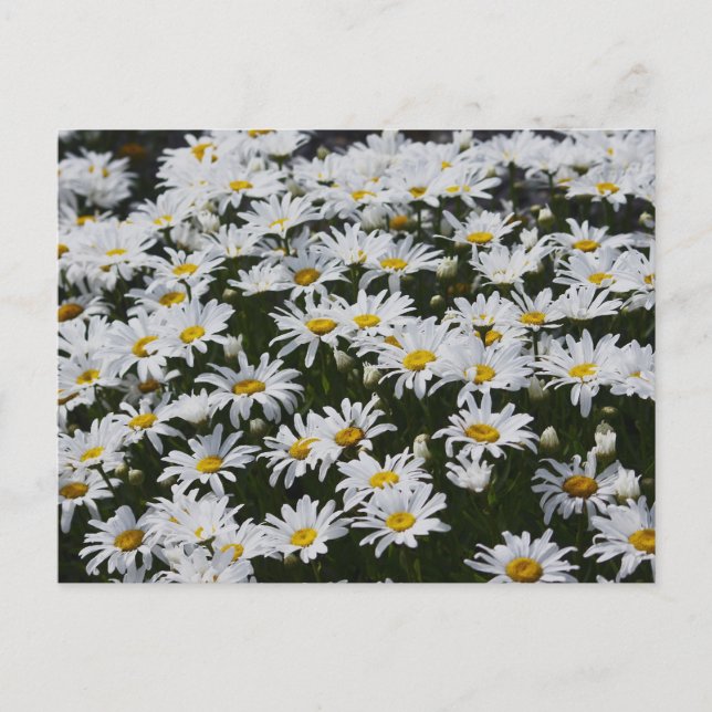 Cartão Postal Cama Daisy (Frente)