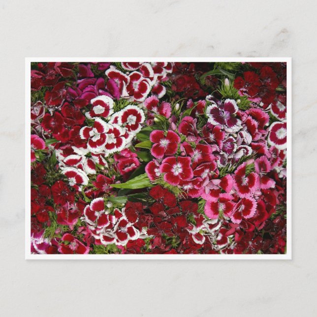 Cartão Postal Cama de Dianthus Rosa (Frente)