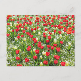 Cartão Postal Cama de Tulips, Jardins Gordos, Cardiff, País de G