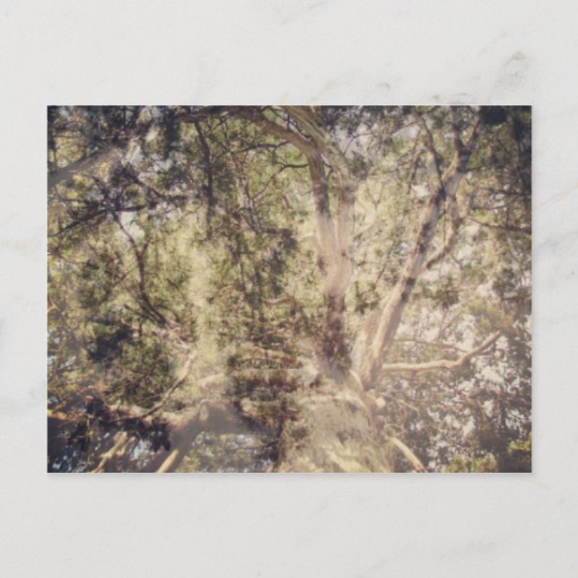 Cartão Postal Camadas de Árvore Arte Digital (Frente)