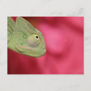 Cartão Postal camaleão