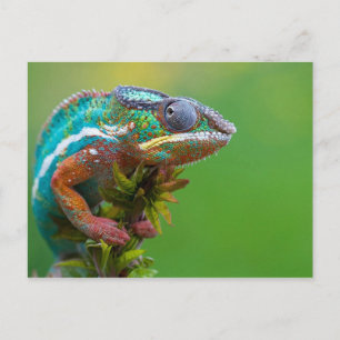 Cartão Postal Camaleão Colorido