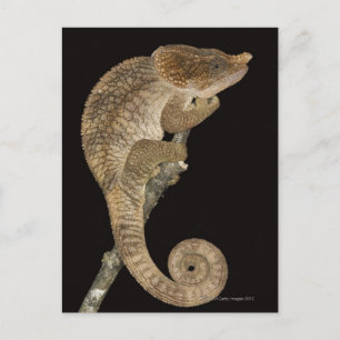 Cartão Postal Camaleão de coroa curta (Calumma brevicornis)