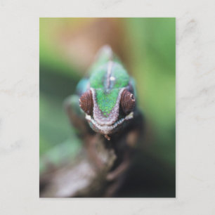Cartão Postal Camaleão Pantera de Madagascar com barra vermelha