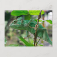 Camaleão verde