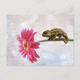 Cartão Postal Camaleão verde em flor rosa