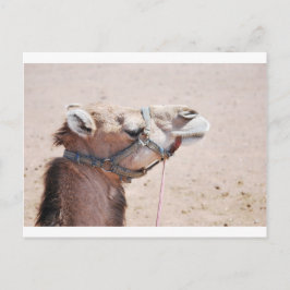 Cartão Postal Camel