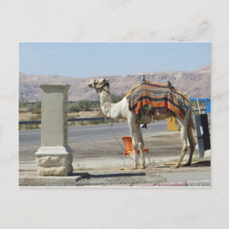 Cartão Postal Camel