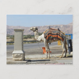 Cartão Postal Camel