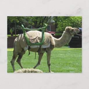Cartão Postal Camel