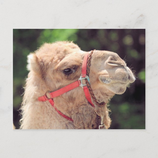 Cartão Postal Camel (Frente)
