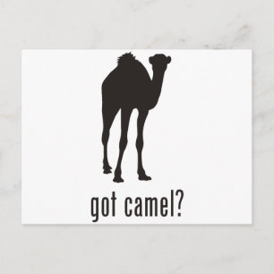 Cartão Postal Camel