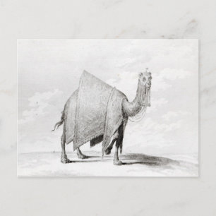 Cartão Postal Camel