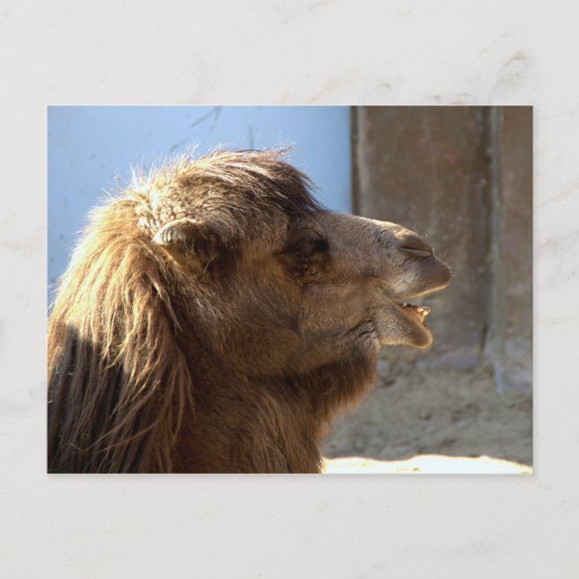 Cartão Postal Camel (Frente)
