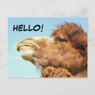 Cartão Postal Camel - Cartão-postal