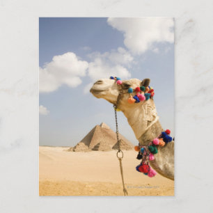 Cartão Postal Camel com Pirâmides Giza, Egito