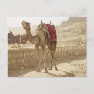 Cartão Postal Camel em Giza Egito