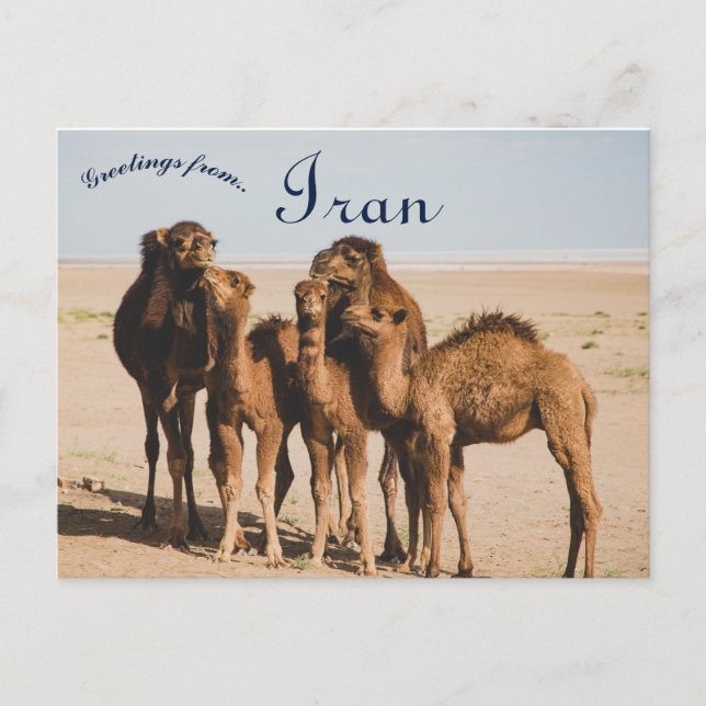 Cartão Postal Camel Family Isfahan Província de Aran o Bidgol Ir (Frente)