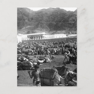 Cartão Postal Camel Market, Aden, Iémen 1902
