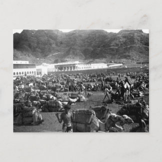 Cartão Postal Camel Market, Aden, Iémen 1902