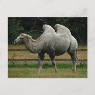 Cartão Postal Camel postcard