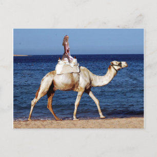 Cartão Postal Camel Riding on the Beach