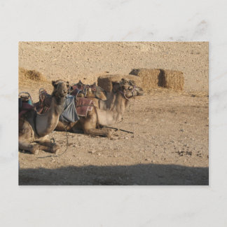 Cartão Postal Camel Sitting