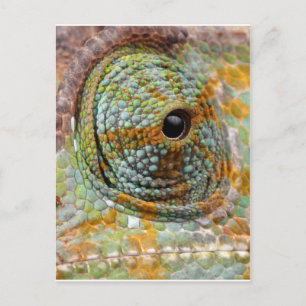 Cartão Postal Cameleon Eye Mod Na moda Animal