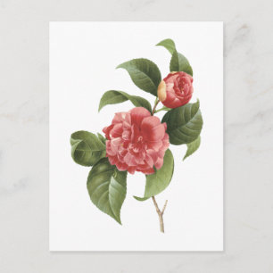 Cartão Postal camélia-comum (Camellia japonica) por Redouté