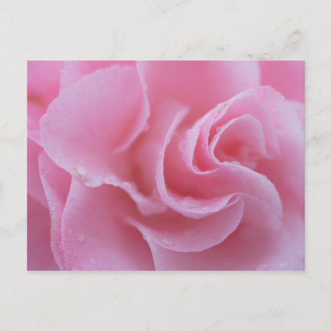 Cartão Postal Camélia Comum Rosa (Frente)