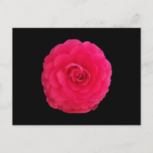Cartão Postal Camélia Rosa Brilhante