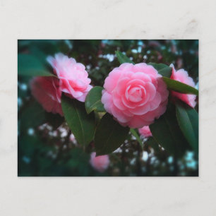 Cartão Postal Camelias
