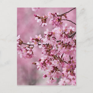 Cartão Postal Camélias Sakura Camadas Rosa Pastel