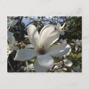 Cartão Postal Camellia Blosson