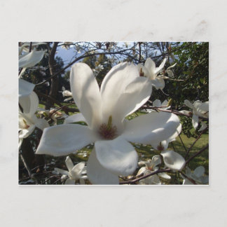 Cartão Postal Camellia Blosson