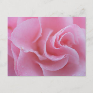 Cartão Postal Camellia comum rosa