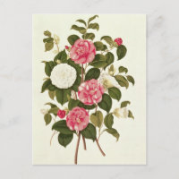 Camellia do livro A Monograph on the Genus