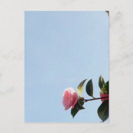 Cartão Postal Camellia Flor Rosa Céu Azul