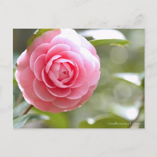 Cartão Postal Camellia japonica f. otome [Cartão postal] (Frente)