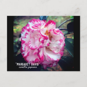 Cartão Postal Camellia Japonica Pink Floral
