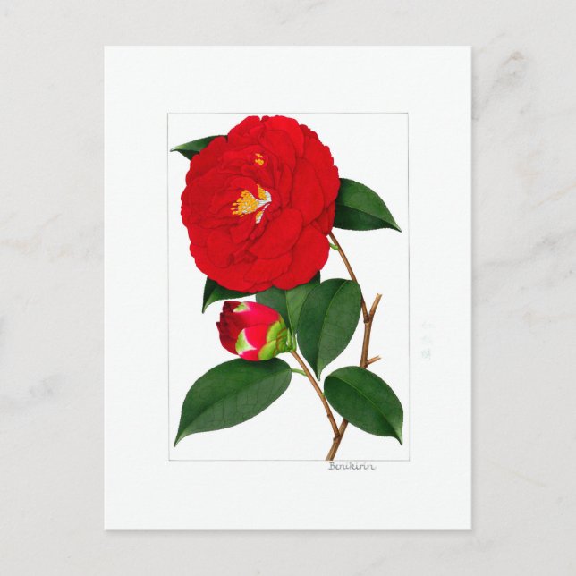 Cartão Postal Camellia Plate: Benikirin (Frente)