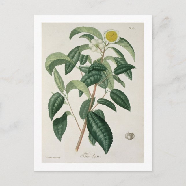 Cartão Postal Camellia Thea, de 'Phytographie Medicale', por Jos (Frente)