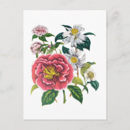 Cartão Postal Camellias
