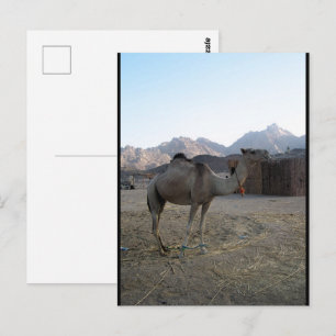 Cartão Postal Camelo Bebê no Deserto