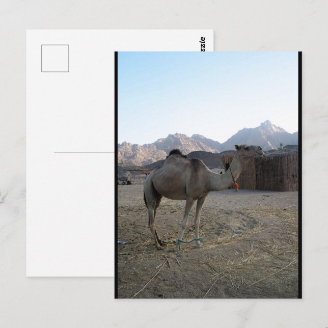Cartão Postal Camelo Bebê no Deserto (Frente/Verso)