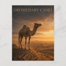 Camelo Dromedário Dunas do Deserto ANIMAIS