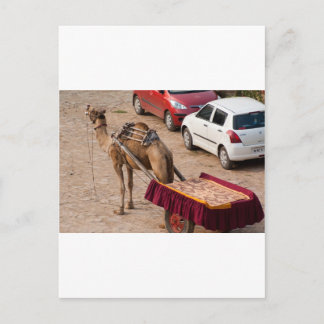 Cartão Postal Camelo e carro