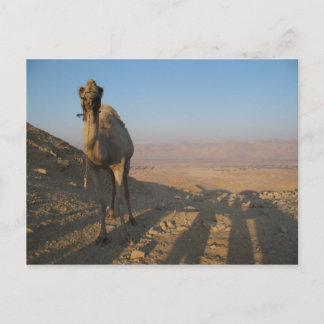 Cartão Postal Camelo no Deserto