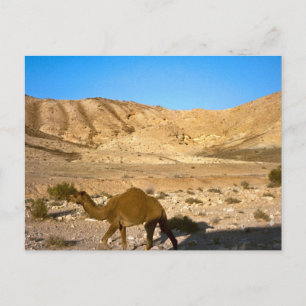 Cartão Postal Camelo no deserto Judaico