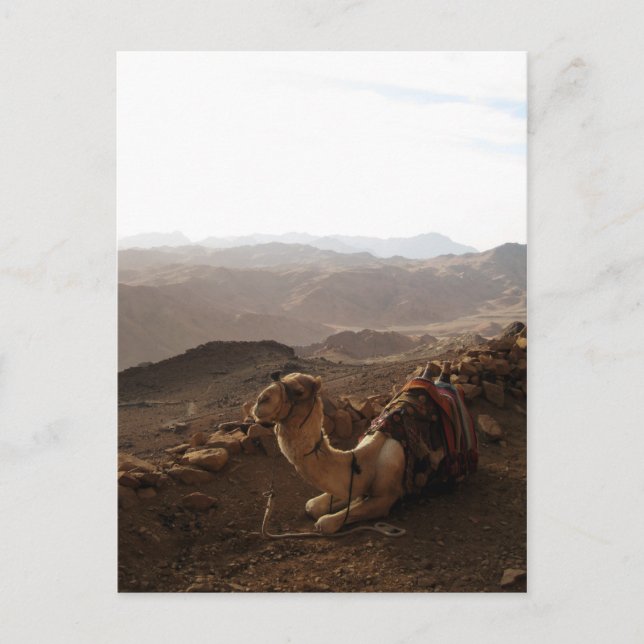 Cartão Postal Camelo no Monte Sinai (Frente)